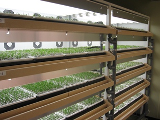 長浜工場内の植物工場産野菜 ヴェルデプラス の本格販売開始について ニュースリリース 三菱樹脂株式会社