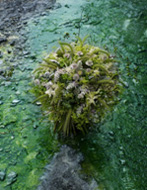 フラワーアーティスト ニコライ・バーグマン氏の手掛けた作品の画像